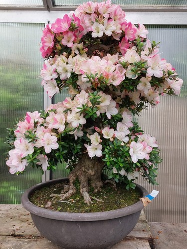 Bonsai jap satsuki azalee - bonsai,