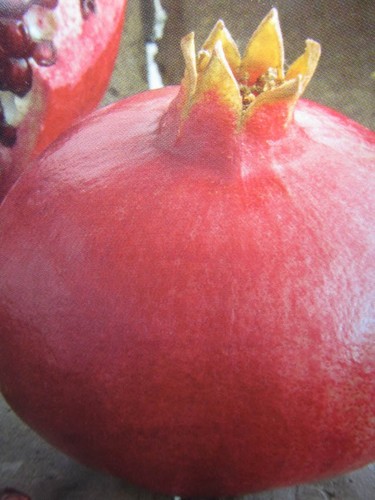 Punica granatum shani - punica,