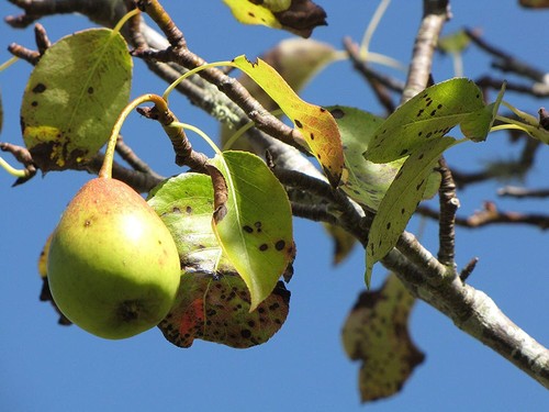 Birne pyrus communis - birne,