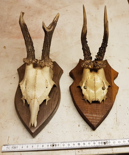 Alte jagdtrophäe bock - alte,