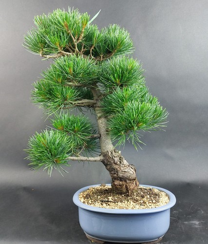 Bonsai mädchenkiefer pinus - bonsai,
