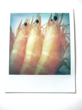 N. ARAKI: ORIGINAL POLAROID "JAPANESE FOOD" HANDSIGNIERT MIT ZERTIFIKAT RAR!