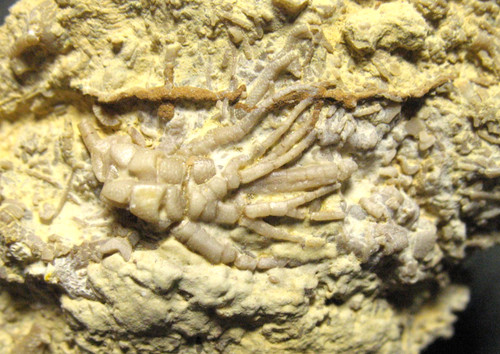 Ordovizium bromid calceocrinid - ordovizium,