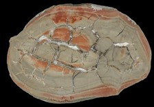 Septarie - Novy Kosciol -