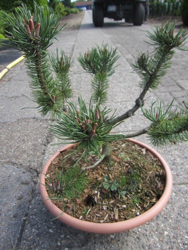 Pinus mugo dangast - mugo,