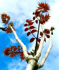 Aralia elata | Japanese