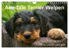 Airedale Terrier Welpen