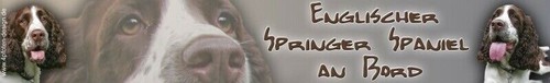 Englischer springer spaniel - springer,
