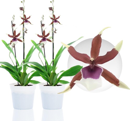 Orchideen pflanzen - orchideen,