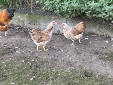 10 Bruteier von Zwerg