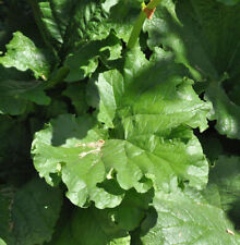 Rhabarber - großer Topf - Rheum rhabarbarum