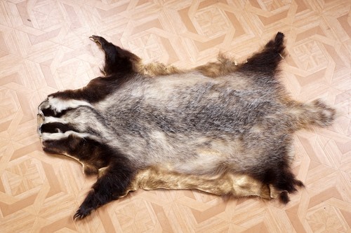 Schönes dachsfell badger fur - badger,