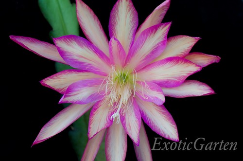 Epicactus carnival var - epicactus,