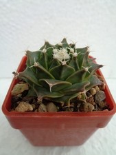 Obregonia denegrii mind. 4cm