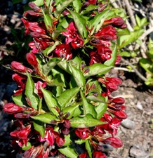 Newport Newport Red 40-60cm - Weigela florida