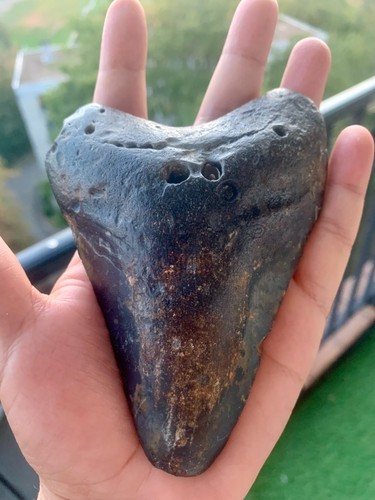 Megalodon zahn 100 - -,