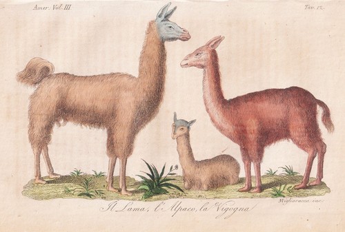 Lama llama alpaca alpaka - llama,