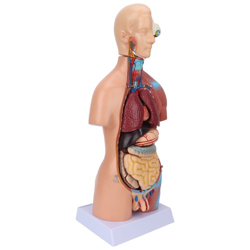 Menschliches torso modell - torso-modell, –