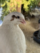 100 Premium Bruteier