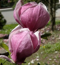 Magnolie Ians Red 80-100cm -