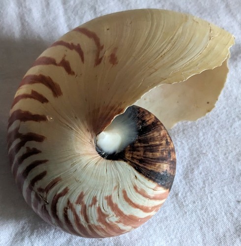 Große nautilus meeresmuschel - große,