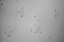 Marine Kieselalgenmikroskop Objektträger, Zementstein, Gebiss, Jütland