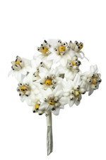 Edelweiß Bund 12 Blüten Ø