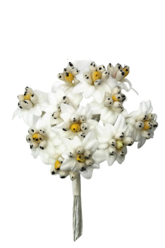 Edelweiß bund blüten ø - bund,