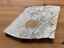 Leptolepides knorri - ,
