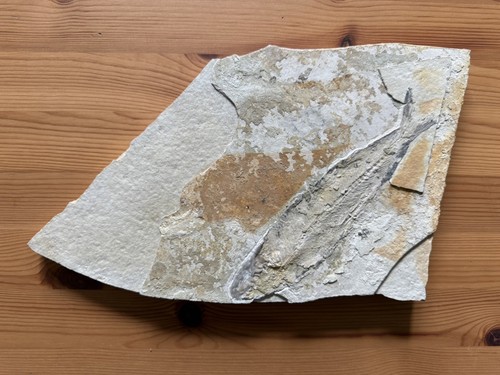 Leptolepides knorri - ,