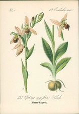 Chromolithographie : Bienen-Ragwurz. Ophrys apifera Huds. Orchidaceae. Syn. O. i