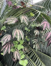 Passiflora trifasciata - Pflanzen, Zimmerpflanzen, Ornamental, Kletterpflanze