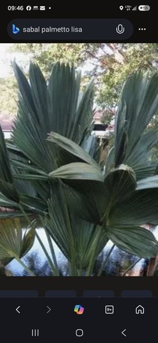 Sabal palmetto lisa - sabal, lisa"