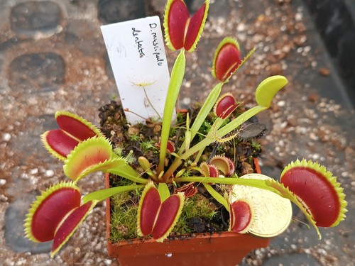Dionaea muscipula dentata