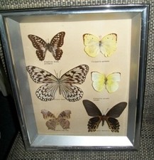 6 Präparierte Schmetterlinge