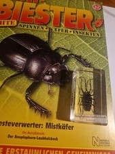 Mini Biester Anoplophora -