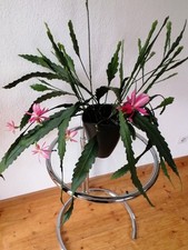 Epiphyllum Blattkaktus Deutsche Kaiserin 2 Ableger bewurzelt