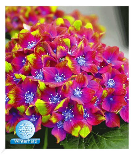 Freiland hortensie saxon - freiland-hortensie, 'saxon®