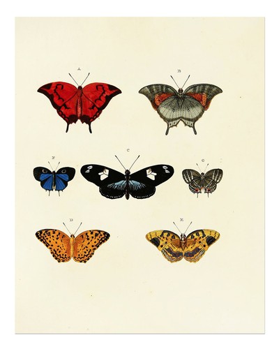 Vintage schmetterlingssammlung - vintage,