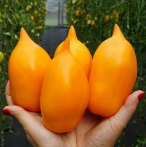 10st tomatensamen - 🍅, 10st.