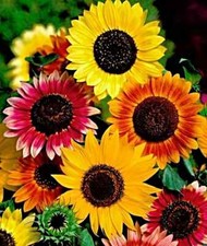 Dwarf Sunflower "Fantasy mix", Zwerg Sonnenblume Samen, bunte Mischung