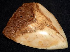 Heller Haifischzahn Megalodon