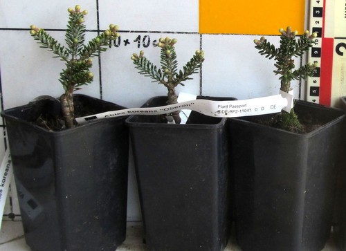 Abies koreana oberon - koreana,