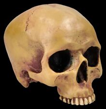 Menschlicher Schädel ohne