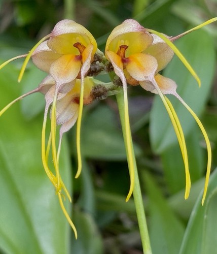 Masdevallia species tridens - masdevallia,