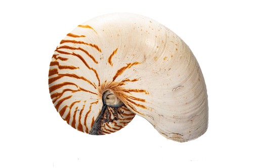 Extrem great nautilus - extrem,