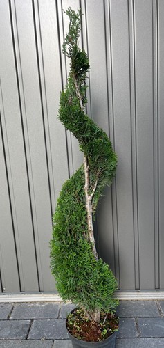 Thuja smaragd spirale gedreht - spirale,