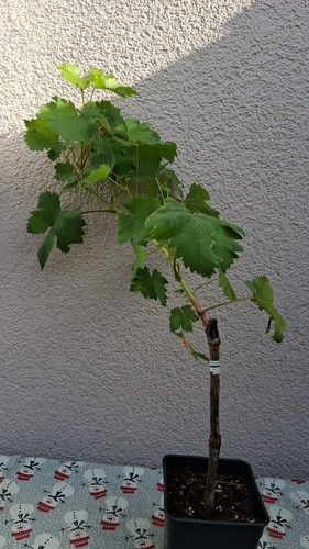 Weinreben tafeltrauben neue - weinreben,