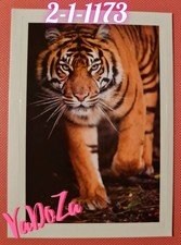 Abenteuer  Tierwelt  - Tiger -