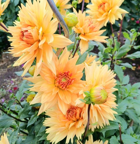 Blumensamen dahlien noordwijk - blumensamen,